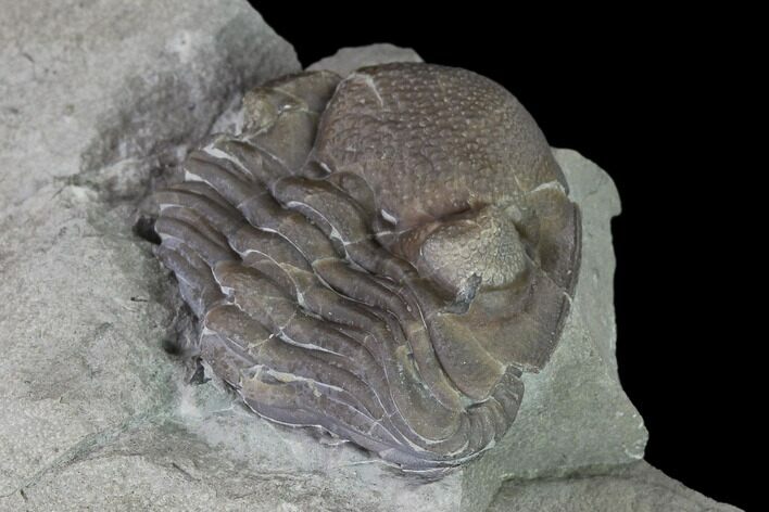 Bargain, Wide Enrolled Eldredgeops Trilobite - Silica Shale #137266